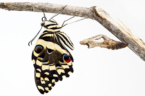 Citrus Swallow Tail